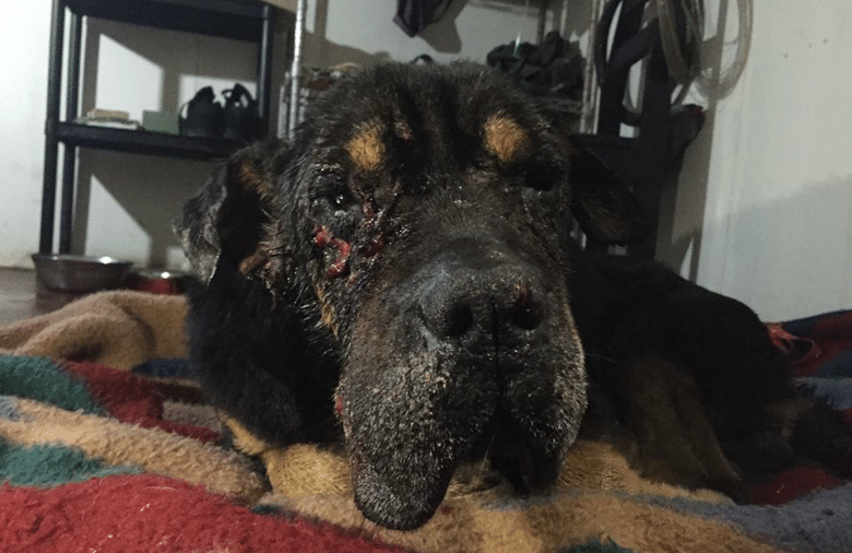 Despite Being Attacked by a Dog, a Senior Pup Takes His Chances and Bravely Turns to Other Dogs for Help