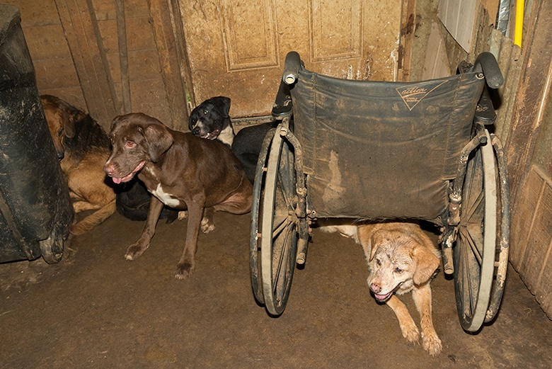 Local Shelter Teams Up With ASPCA to Rescue 41 Dogs From ‘No-Kill’ Shelter