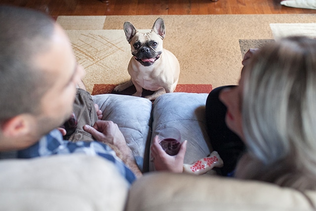 How a Dog Named Harold Helped This Couple Realize Less Is Definitely More