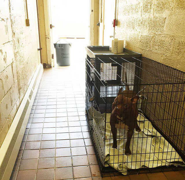 Dog Hidden at New York Shelter Is Looking to Catch the Eye of Someone Special