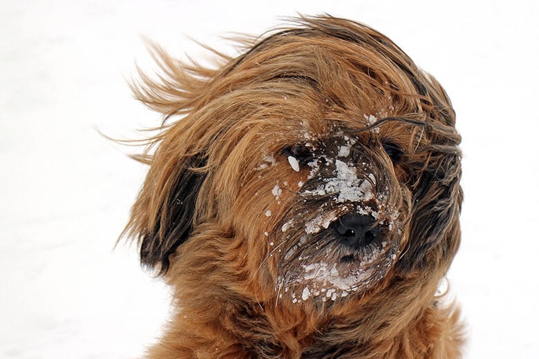 Natural Ways to Help Heal Your Dog’s Cracked Paws and Nose During the Winter