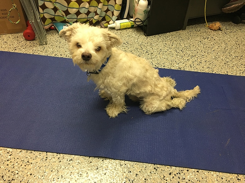 Watch Paralyzed Dog Take His First Steps