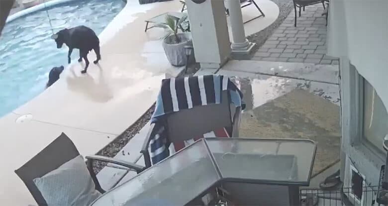 A hero dog jumps into the pool to save its struggling canine friend.