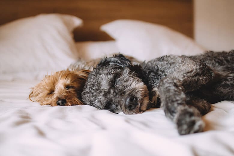 Two dogs peacefully sleeping on a cozy bed in a hotel room, adding to the appeal of the hotel chain for dog owners.