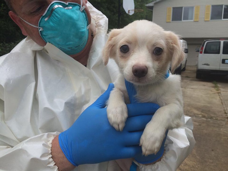276 Dogs Rescued From Awful Hoarding Situation