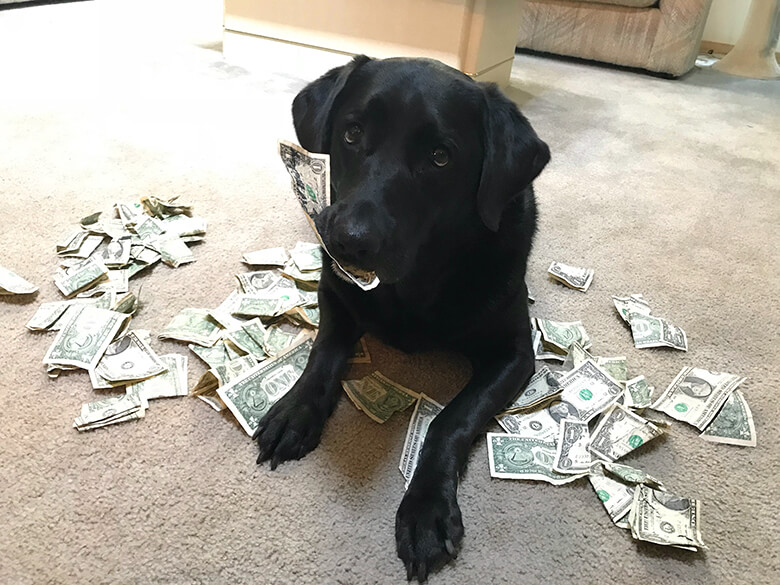 Dog Pays for Treats With Her Own Cash