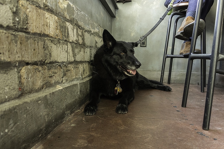 San Francisco’s Holy Water Bar Will Lift Both You and Your Dog’s Spirit