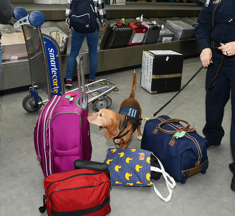 What It’s Like to Be a Homeland Security Dog