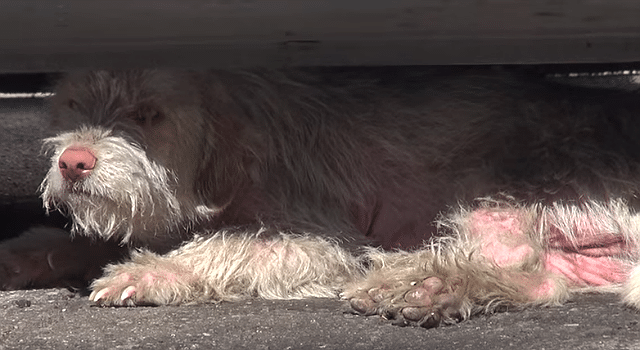 A helpless dog is laying under a car, in need of hope and rescue from Hope for Paws.