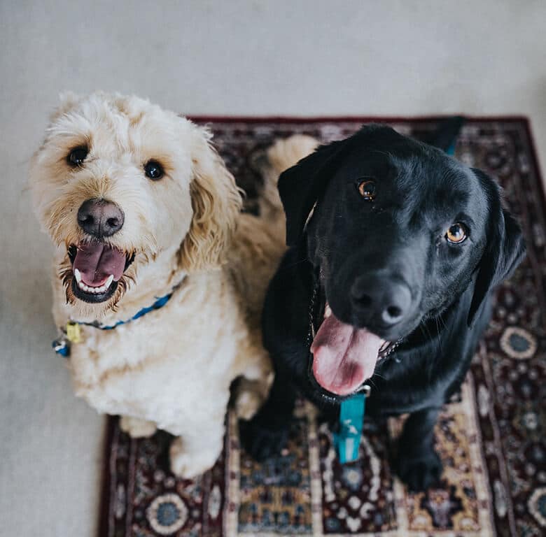 Stinky Dog Breath? Here Are 4 Simple Toothpastes You Can Make at Home.