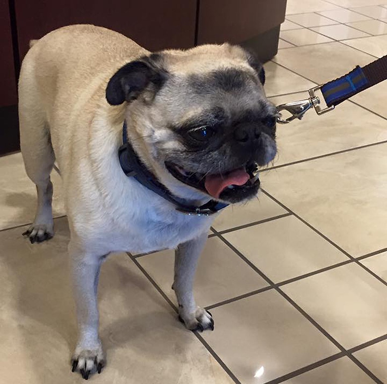 Pug Named Hometown Hero for Saving Family From Fire