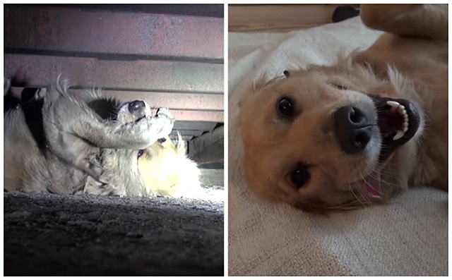 Two heartwarming pictures of a dog laying peacefully under a bed, capturing the transformative work of Hope for Paws.