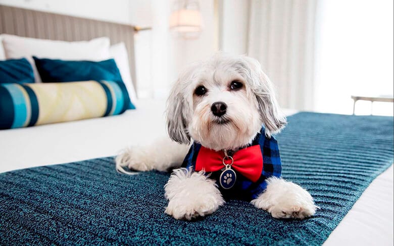 9 Splurge-Worthy Places You Can Take Your Dog to Celebrate National Dog Day