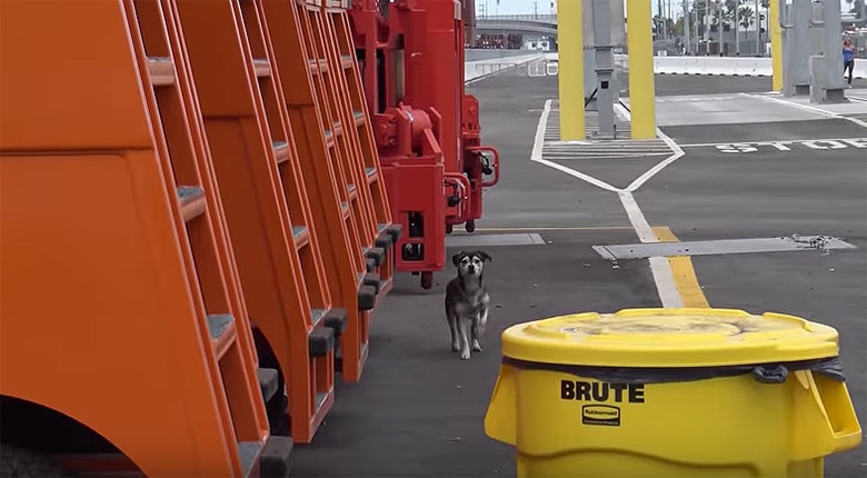 A dog is standing next to a trash can outside its home.