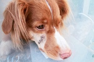 A brown and white dog with a bandage on its head, healing from a scar.
