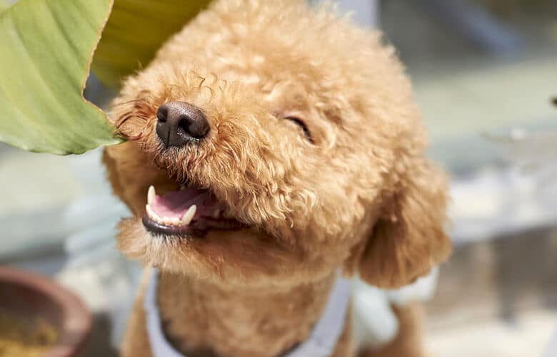 Here's How to Keep Your Dog's Mouthy Healthy Between Vet Cleanings