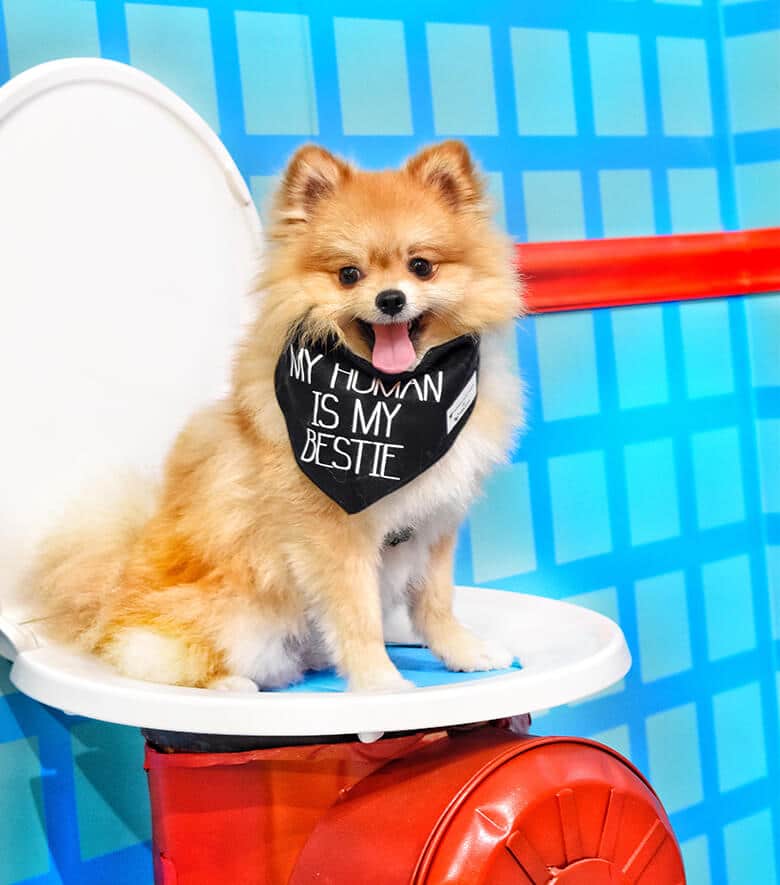 An Interactive Pop-Up Experience for Our Dogs Just Opened