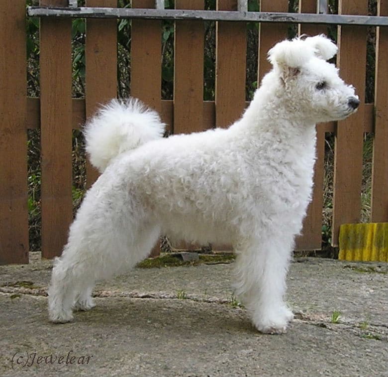 At Westminster There Will Be 3 New Breeds ... And Cats