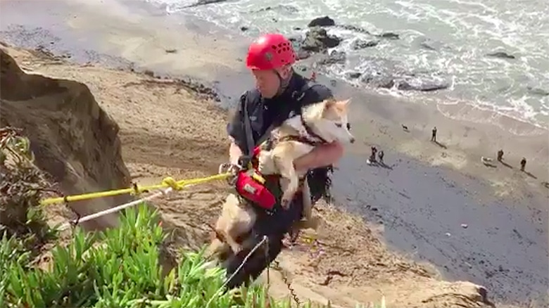 Fireman Scales a Cliff to Save Dog Stuck on Bluff