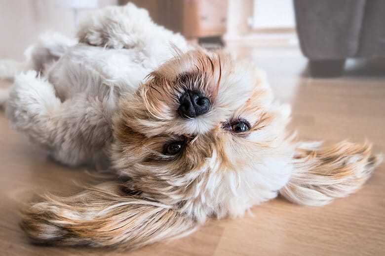 A small brown and white dog calmly laying on the floor.