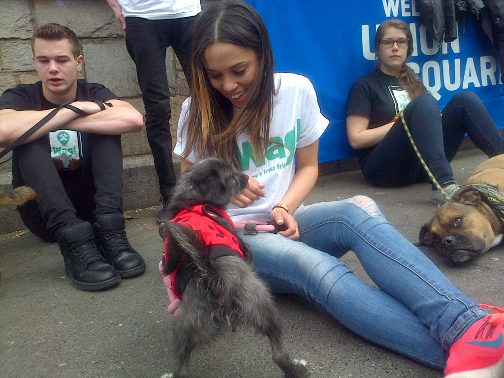 A woman is petting a dog, causing its tail to wag.