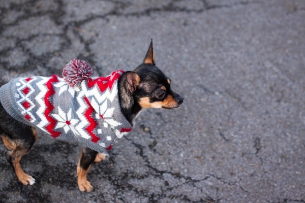 A chihuahua wearing a cozy sweater braves the winter chill on the street, demonstrating effective dog winter safety measures.