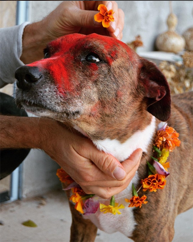 Beautiful Photos of Pups Celebrated at Nepal's Amazing Dog Festival