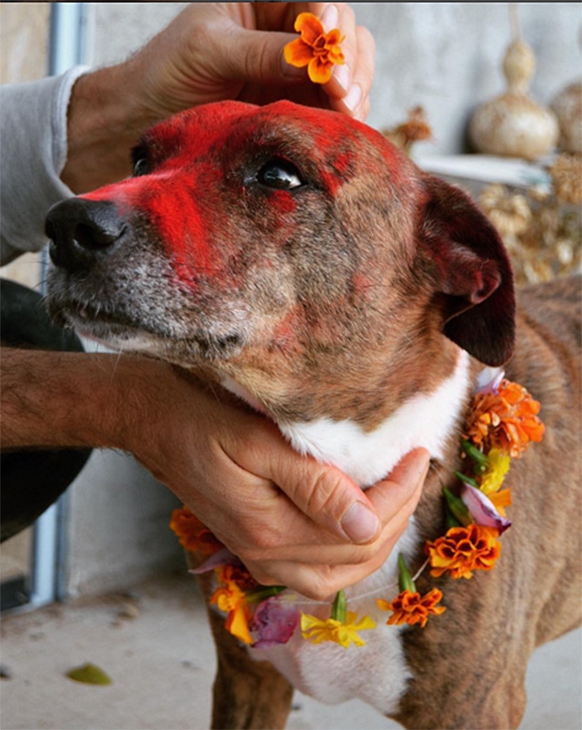 A dog with red paint on its face celebrating Kukur Tihar.