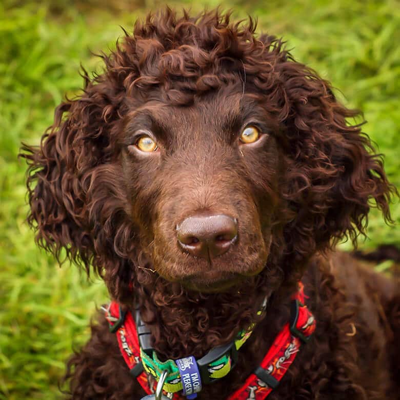 large dogs with minimal shedding