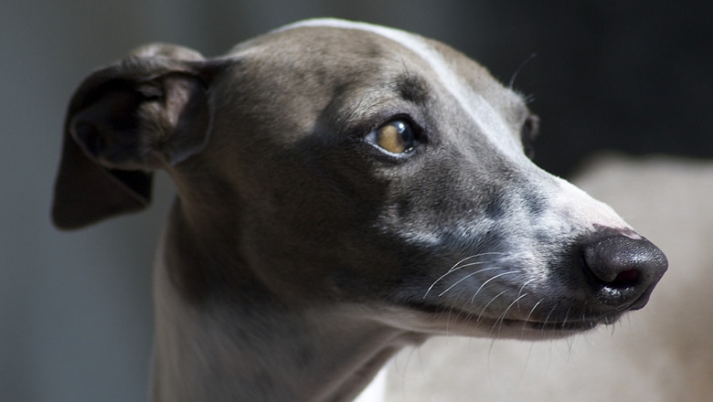 Italian Greyhound