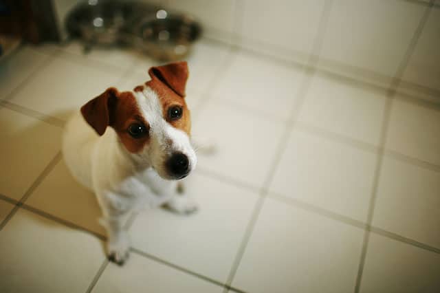 A dog sitting on a tiled floor.