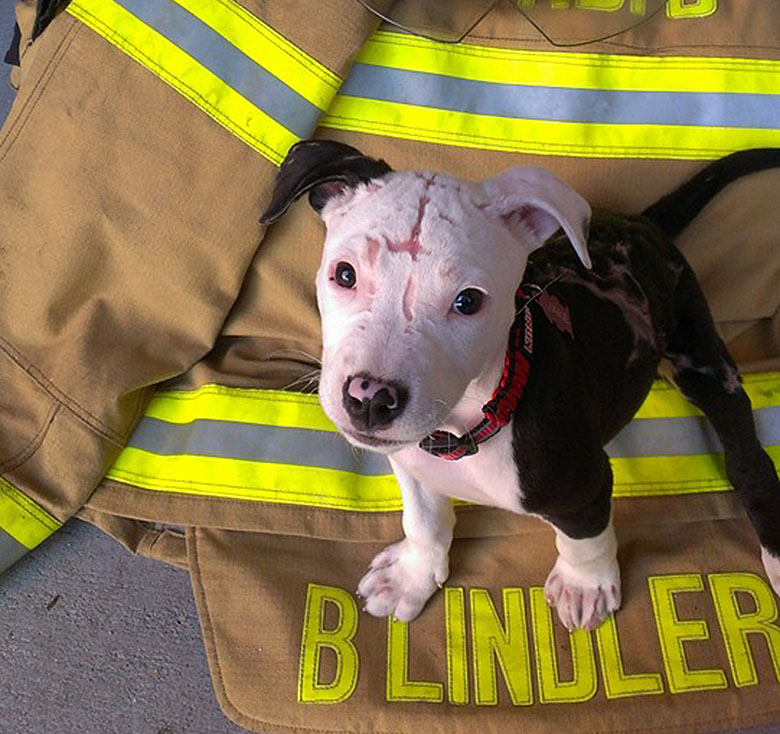 Dog Survives Blaze in Shed, Becomes Firefighter