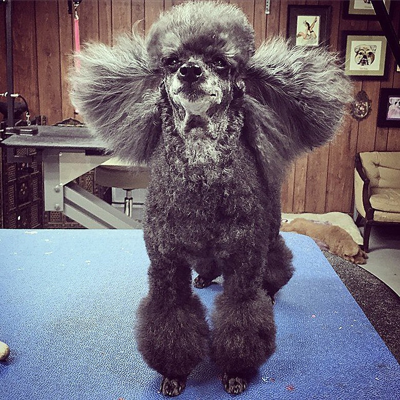 You Can't Help But Smile at This Groomer's Slo-Mo Blow Drying Videos