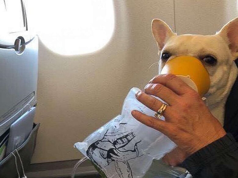 Crew Member Saves Dog on Board With Oxygen Mask