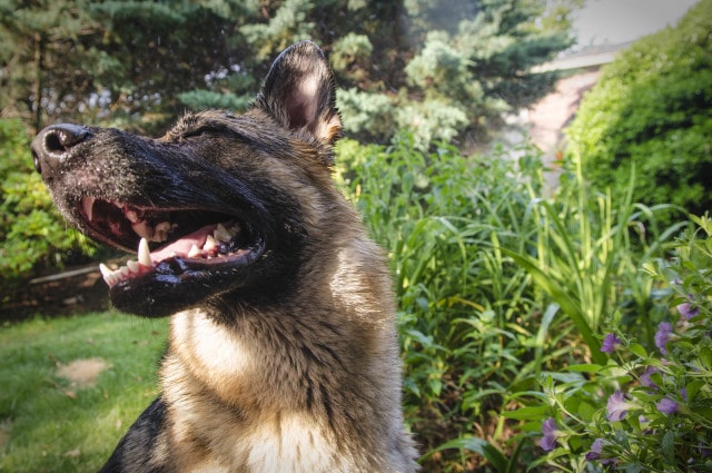 To keep your German Shepherd dog safe during the summer, ensure it enjoys standing in a garden.