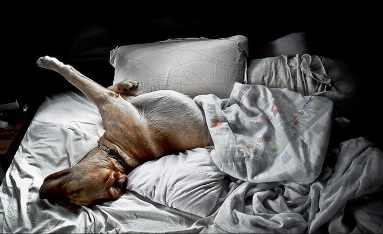 A dog sleeping on a comfortable bed with pillows and blankets.