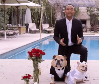 Entertainment Archives Page 8 Of 13 This Dogs Life - 