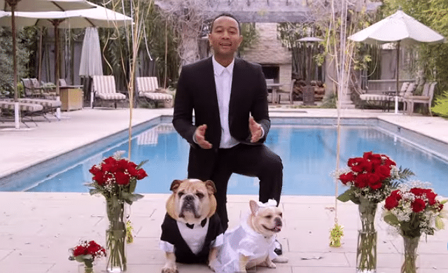 John Legend Performs at a Dog Wedding. Seriously.