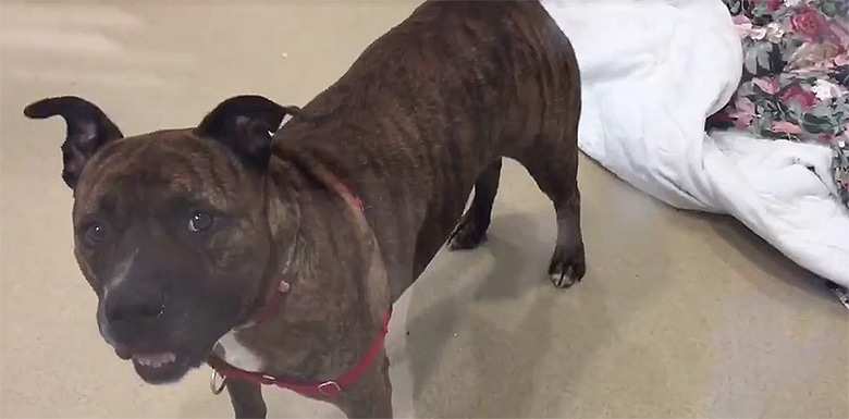 After a Video of Dog Crying for HOURS at Shelter Goes Viral, He Finally Has Something to Smile About