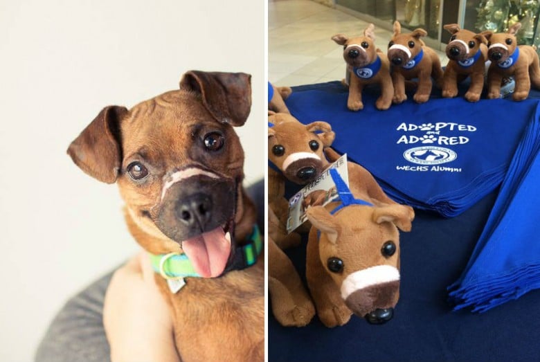 A group of replica toy dogs and a table with a stuffed teddy bear.