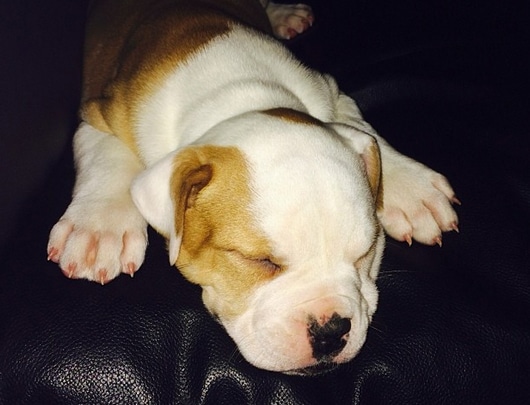 A white and brown puppy snugly rests on a black couch.