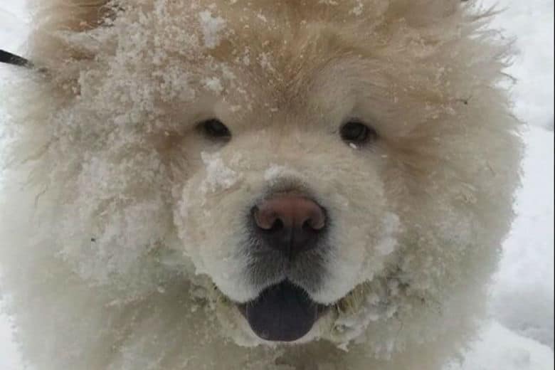 After Justin Bieber Pawns Off Dog, New Owner Has to Raise A Lot of Money for Life-Saving Surgery