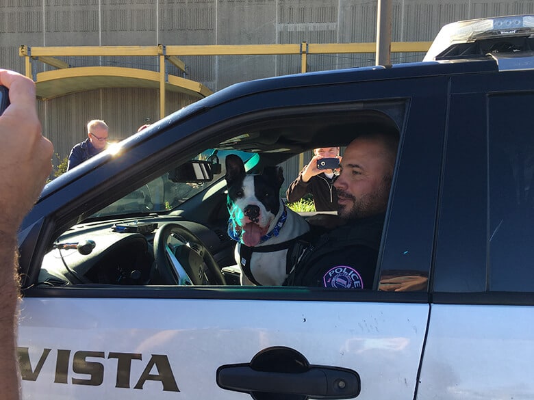 K-9 for a Day: Cops Take Shelter Dogs on Ride Alongs to Help Them Get Adopted