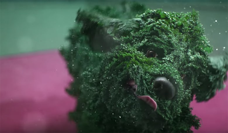 To Reinvigorate Its Brand, Email Company Combines Kale and Dogs in New Ad