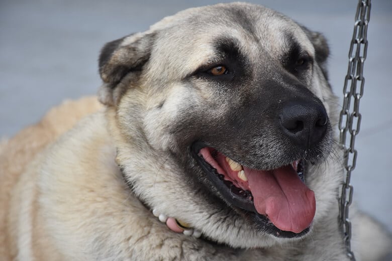 kangals dogs