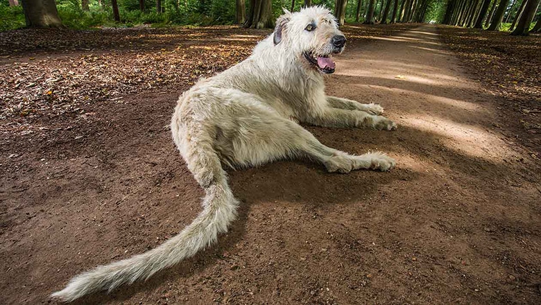 Dog Just Broke Record for Longest Tail