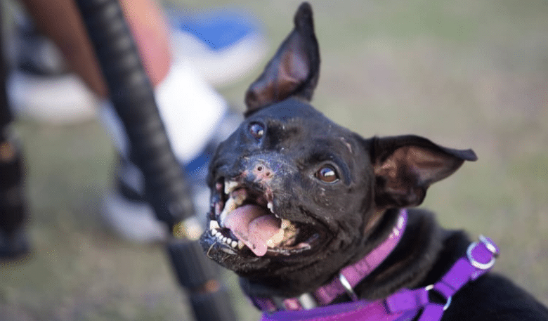 Khalessi, the Abused Pit Bull That Stole Everyone's Heart, Has Passed Away