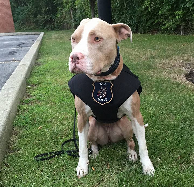 First Pit Bull to Join New York Police Force Gets Special Honor Today