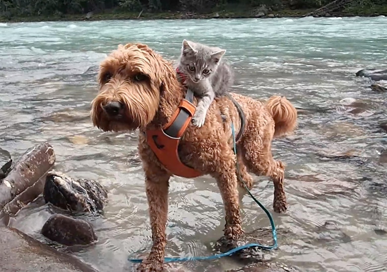 Dog and Kitten Go On Amazing Adventures Together