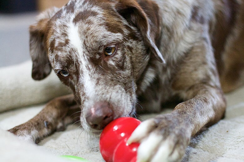 A bored pup playing with its dog's Kong toy, filled with stuff inside.